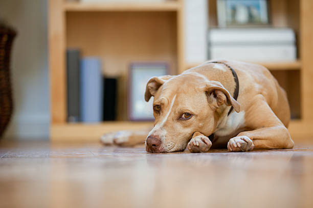 Mixed breed dog Mixed breed dog looking at the camera. dog sad stock pictures, royalty-free photos & images