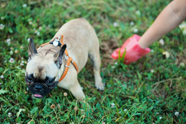 Pick It Up Pet owner picking after their dog with a plastic bag dog poop stock pictures, royalty-free photos & images