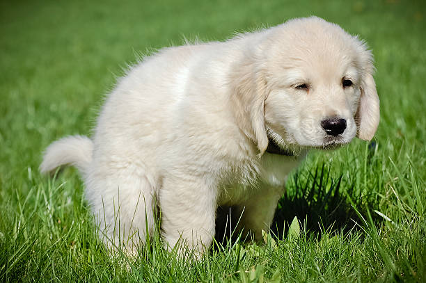 Potty training for puppy A cute golden retriever puppy, learning potty training dog poop stock pictures, royalty-free photos & images