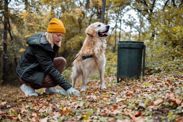 Dog owner picking up after her dog poop Responsible woman cleaning the grass in the park after her dog, picking up dog poop in plastic bag dog poop stock pictures, royalty-free photos & images