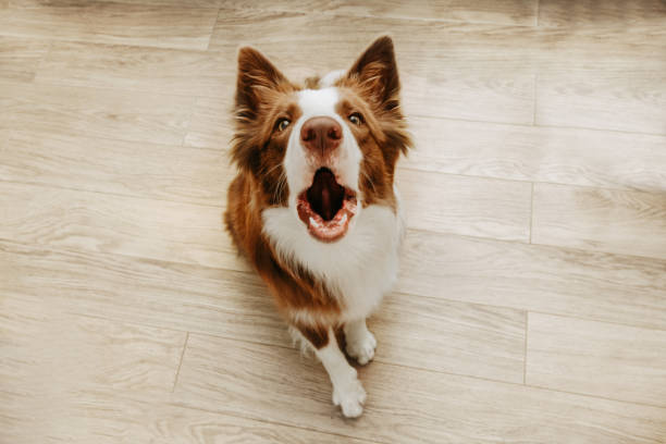 Portrait brown border collie barking at home. High angle view Portrait brown border collie barking at home. High angle view dog barking stock pictures, royalty-free photos & images