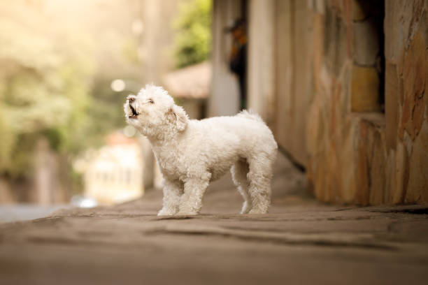 Dog barking on street Street dog. dog barking stock pictures, royalty-free photos & images