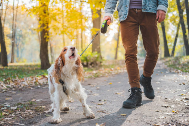Barking dog on the leash outdoors. Russian spaniel at a walk misbehaving or being bad tempered dog barking stock pictures, royalty-free photos & images