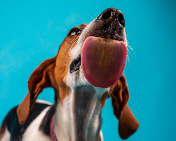 Lucea loves peanut butter Coonhound dog with tongue out licking peanut butter. dog peanut butter stock pictures, royalty-free photos & images