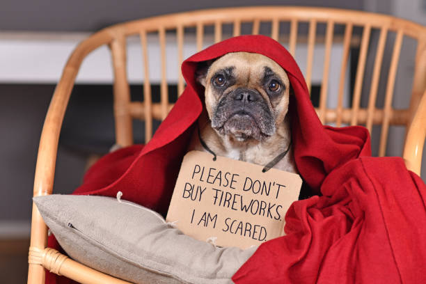 Dog with sign 'Please don't buy fireworks. I am scared' hiding under blanket Dog with sign 'Please don't buy fireworks. I am scared' hiding under blanket on new year's eve dog fireworks stock pictures, royalty-free photos & images