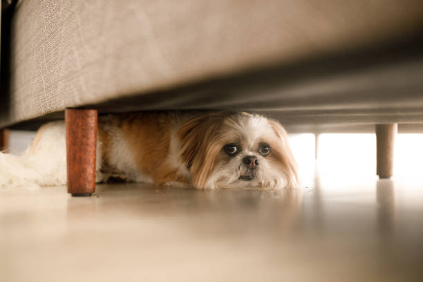 Dog hiding Dog hidden. dog fireworks stock pictures, royalty-free photos & images
