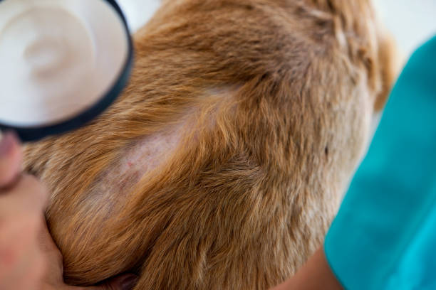 A veterinarian is examining a dog with dermatitis with a magnifying glass. Vet examining dog with bad yeast and fungal infection on skin and body. A veterinarian is examining a dog with dermatitis with a magnifying glass. Vet examining dog with bad yeast and fungal infection on skin and body. dog fungal infection stock pictures, royalty-free photos & images