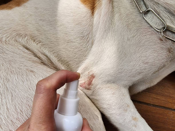 skin diseases found in dogs May have more itching, wounds, inflammation, swelling, redness, should be treated by a veterinarian. skin diseases found in dogs May have more itching, wounds, inflammation, swelling, redness, should be treated by a veterinarian. dog fungal infection stock pictures, royalty-free photos & images