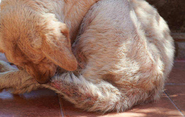 Dog biting his damged tail Dog biting his damged tail close up view dog fungal infection stock pictures, royalty-free photos & images