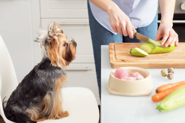 Making natural pet food at home. A woman prepares organic food for her dog. Making natural pet food at home. A woman prepares organic food for her dog. dog zucchini stock pictures, royalty-free photos & images