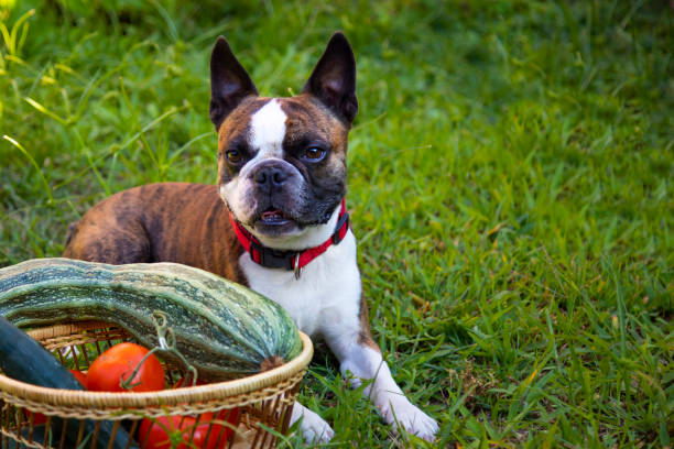 boston terrier  with a basket of vegetables. in a basket a large giant zucchini , tomatoes , cucumbers from the garden boston terrier  with a basket of vegetables. in a basket a large giant zucchini , tomatoes , cucumbers from the garden dog zucchini stock pictures, royalty-free photos & images