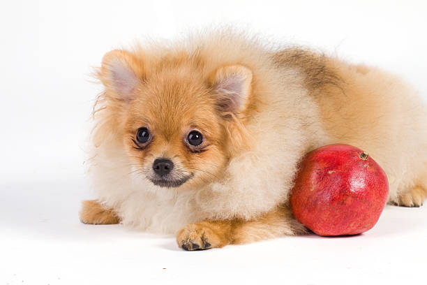 puppy puppy isolated dog pomegrantate stock pictures, royalty-free photos & images