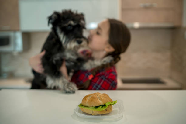 girl 10 years old in the kitchen with a dog teen girl looking at appetizing Burger lying in front of her on the table dog cheese burger stock pictures, royalty-free photos & images