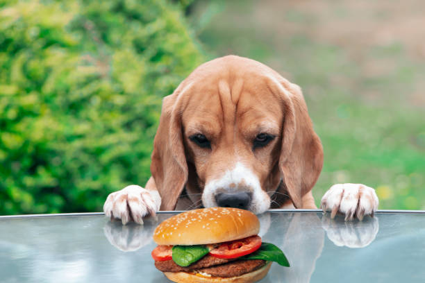 funny beagle dog emotionally looks at a hamburger funny beagle dog emotionally looks at a hamburger on a table in the garden in summer dog cheese burger stock pictures, royalty-free photos & images