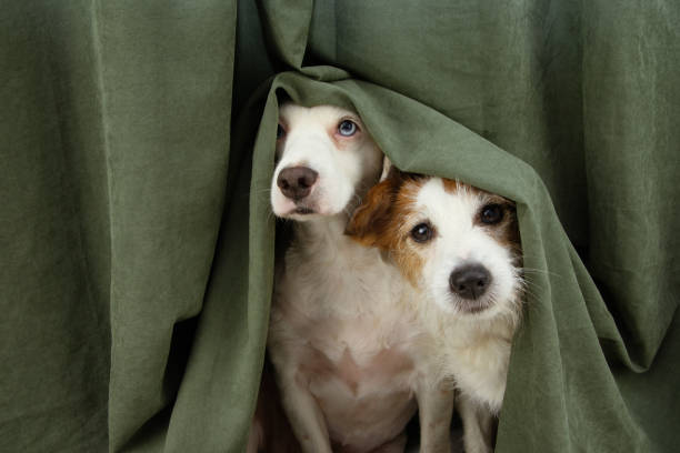 two scared or afraid puppy dogs wrapped with a curtain. two scared or afraid puppy dogs wrapped with a curtain. dog thunder stock pictures, royalty-free photos & images