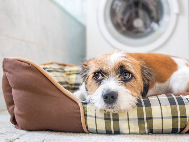 Dog, pet, animal, Dog lies in his basket in the bathroom. Fear, thunderstorm, refuge. dog thunder stock pictures, royalty-free photos & images
