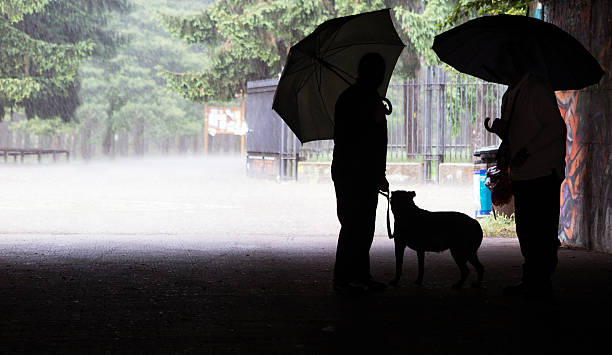 Two people with Umbrella. Color Image Two people with Umbrella dog thunder stock pictures, royalty-free photos & images