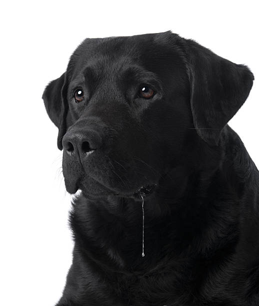 Drooling dog | black labrador retriever Drooling dog longing for a cookie. The water runs into his mouth.similar images: dog drooling stock pictures, royalty-free photos & images