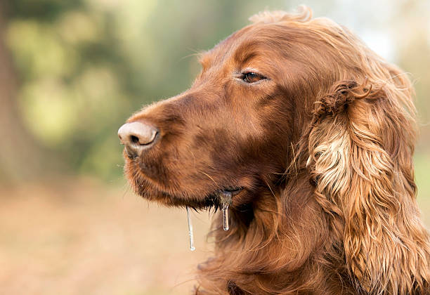 Drooling sleepy dog Drooling sleepy Irish Setter dog portrait dog drooling stock pictures, royalty-free photos & images