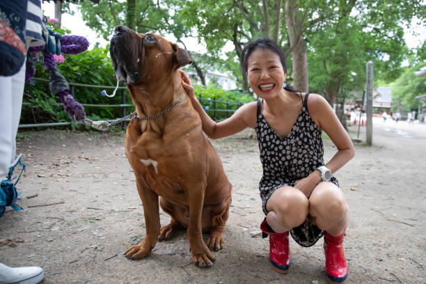 Meeting adorable friendly Tosa  dog Meeting adorable friendly Tosa  dog dog drooling stock pictures, royalty-free photos & images