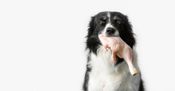 Dog with Raw Meat in Mouth Black and white border collie with raw chicken thigh in mouth dog chicken stock pictures, royalty-free photos & images