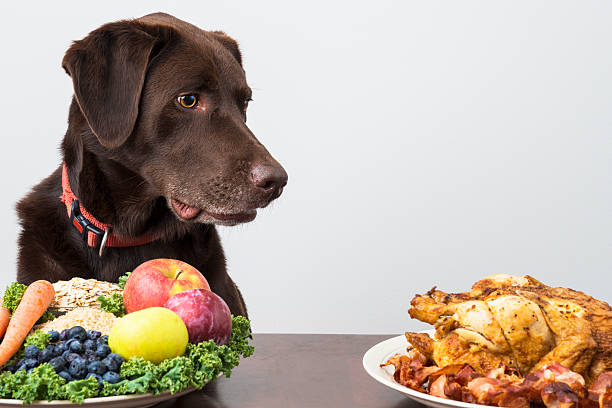 Dog with vegan and meat food Dog staring at meat food dog chicken stock pictures, royalty-free photos & images