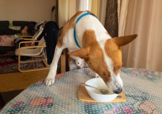 Hungry basenji standing on a table and licking plate with cottage cheese leftovers Hungry basenji dog standing on a table and licking plate with cottage cheese leftovers cottage cheese dog stock pictures, royalty-free photos & images