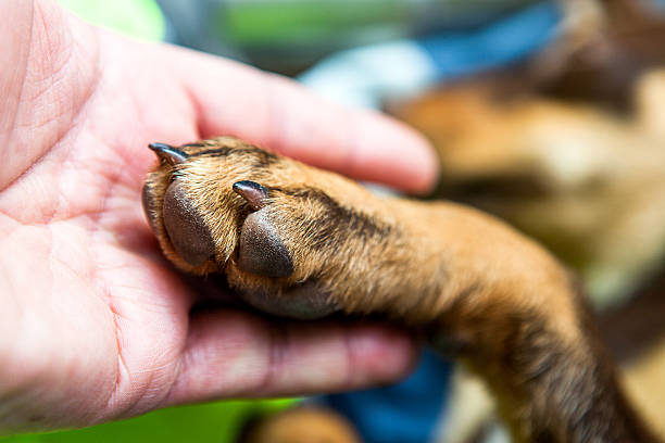 Handshake Between Dog and Hand Dog dog paw stock pictures, royalty-free photos & images