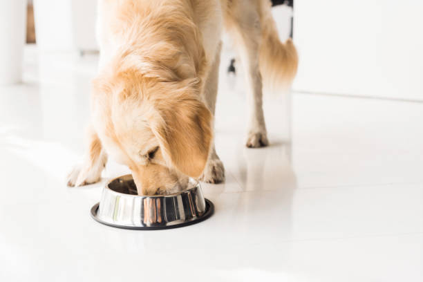 golden retriever eating dog food from metal bowl golden retriever eating dog food from metal bowl dog eating stock pictures, royalty-free photos & images