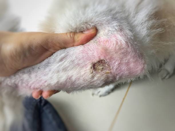 The skin problem,Dermatitis disease The skin problem,Dermatits disease dog staph infection stock pictures, royalty-free photos & images