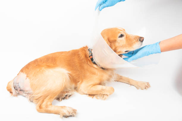 surgery to remove hernias in dogs, spaniels after surgery surgery to remove hernias in dogs, spaniels after surgery dog staph infection stock pictures, royalty-free photos & images