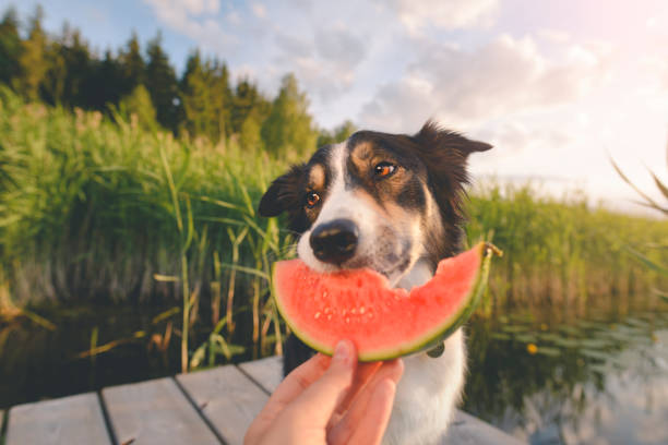 Dog eating a melon Dog eating a melon dog watermelon stock pictures, royalty-free photos & images