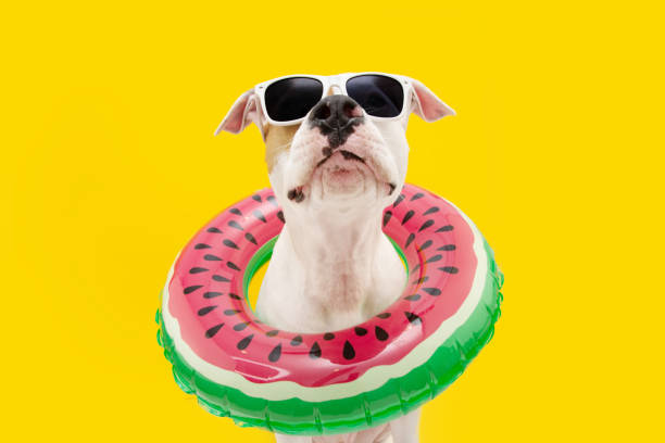 Funny dog summer. American Staffordshire  inside an inflatable swimming pool ring. Isolated on yellow background Funny dog summer. American Staffordshire  inside an inflatable swimming pool ring. Isolated on yellow background dog watermelon stock pictures, royalty-free photos & images
