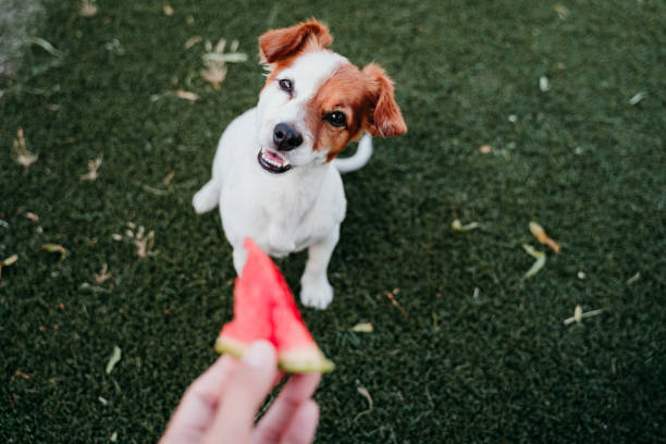 cute jack russell dog eating watermelon outdoors. woman hand holding slice of watermelon. summertime cute jack russell dog eating watermelon outdoors. woman hand holding slice of watermelon. summertime dog watermelon stock pictures, royalty-free photos & images