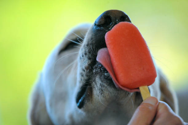 Dog Eating Popsicle A dog eats a strawberry popsicle held by their owner. dog popsicle stock pictures, royalty-free photos & images