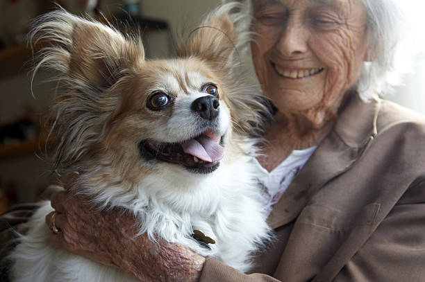 Papillon dog with owner Papillon dog with owner dog senior stock pictures, royalty-free photos & images