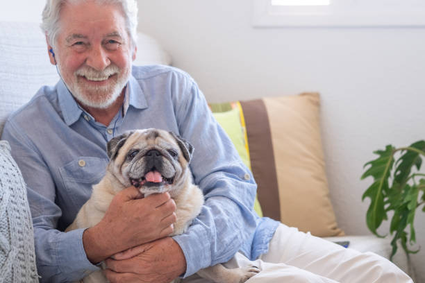 Portrait of clear purebred pug dog sitting with his senior owner on the sofa at home Portrait of clear purebred pug dog sitting with his senior owner on the sofa at home dog senior stock pictures, royalty-free photos & images