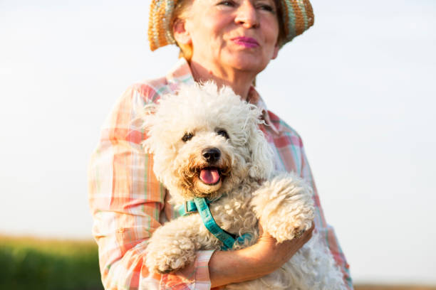 Friendship. Woman with dog in nature. Elderly agriculture woman standing in a field, with her cute white puppy. bichon senior stock pictures, royalty-free photos & images