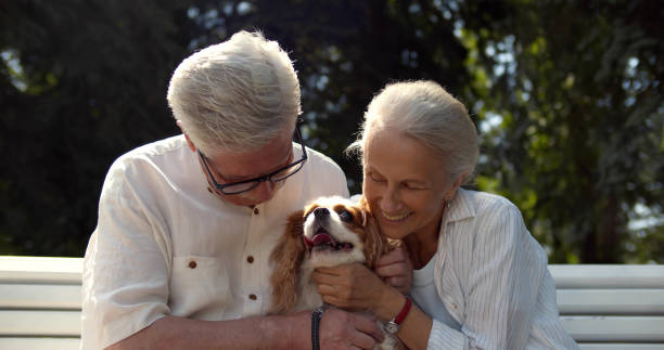 Senior couple sitting on bench with dog enjoying summertime in park Senior couple sitting on bench with dog enjoying summertime in park. Portrait of happy aged husband and with cavalier spaniel relax on wooden bench outdoors cocker spaniel senior stock pictures, royalty-free photos & images
