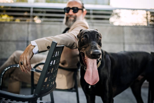 Handsome elegant senior businessman with a dog in a city Handsome elegant senior businessman with a dog in a city greyhound senior stock pictures, royalty-free photos & images
