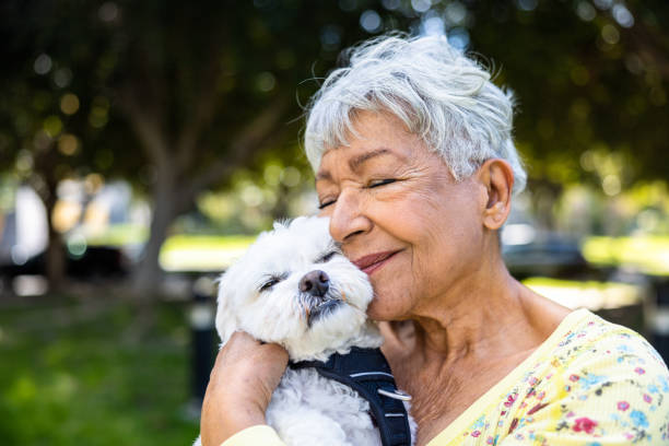 A mixed race senior woman holding her puppy outdoors A beautiful multiracial senior woman maltese senior stock pictures, royalty-free photos & images