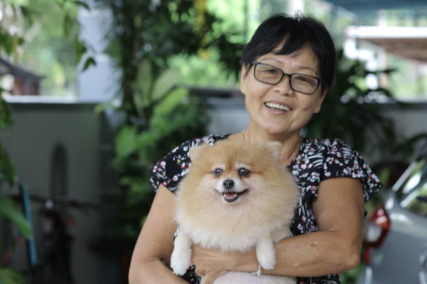 Pomeranian Jojo, a Pomeranian breed pet dog (age 4 years old) with her proud Asian owner at home. pomeranian senior stock pictures, royalty-free photos & images