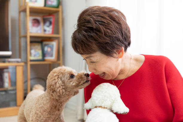 Toy poodle is kissing woman Toy poodle is kissing woman toy poodle senior stock pictures, royalty-free photos & images