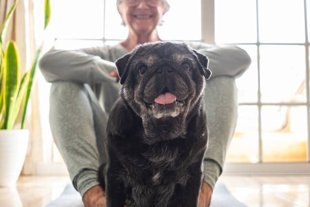 Close up portrait of funny old black pug dog looking at camera. Senior smiling fun woman sitting on floor ready to practice yoga exercises enjoying relax at home. Recreation with dog concept Close up portrait of funny old black pug dog looking at camera. Senior smiling fun woman sitting on floor ready to practice yoga exercises enjoying relax at home. Recreation with dog concept pug senior stock pictures, royalty-free photos & images