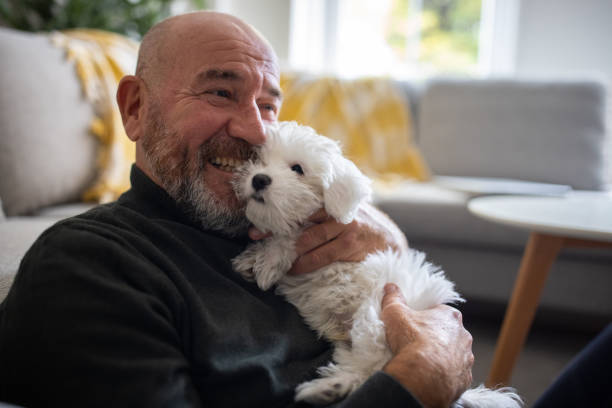 Caucasian man embracing his Maltese dog puppy Senior Caucasian man embracing his Maltese dog puppy dog senior stock pictures, royalty-free photos & images
