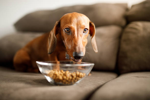 Dachshund puppy eating dog food from a bowl on the sofa Growing dachshund puppy dog eating stock pictures, royalty-free photos & images