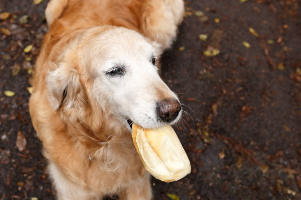 Funny dog eating bread Golden retriever dog eating bread dog bread stock pictures, royalty-free photos & images