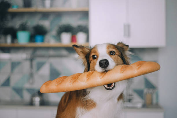 Border collie holding bread in his mouth Border Collie sits in the kitchen and holds bread in his mouth dog bread stock pictures, royalty-free photos & images