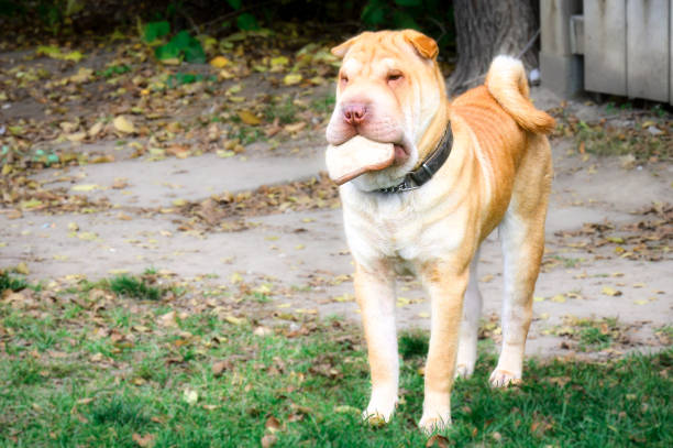 Cute Dog A dog holding a toy piece of bread in its mouth in Toronto, Canada dog bread stock pictures, royalty-free photos & images