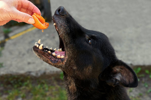 a dog wants to eat a ripe orange apricot from a woman's hand a dog wants to eat a ripe orange apricot from a woman's hand dog peaches stock pictures, royalty-free photos & images